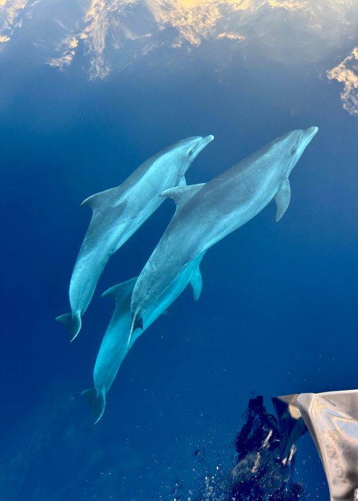 Drei Delfine im Wasser