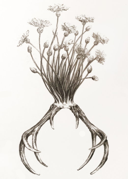 Graphit-Zeichnung von Michaela Hanemann zu Ausstellung "Röhrender Hirsch II"